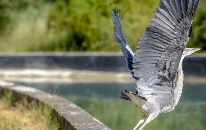 Protéger la biodiversité